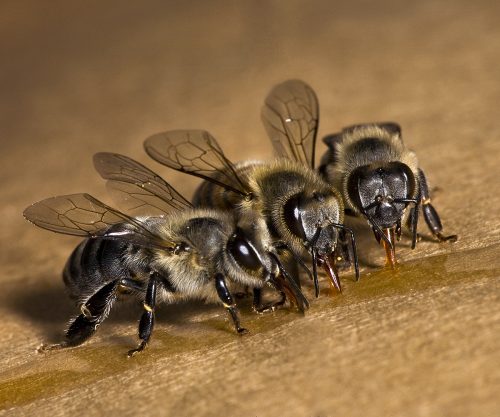 Bees Drinking Honey