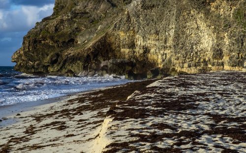 Sargasso at Foul Bay