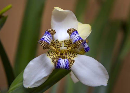 Apostle's Iris