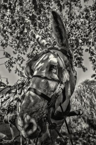 Burro na Sombra