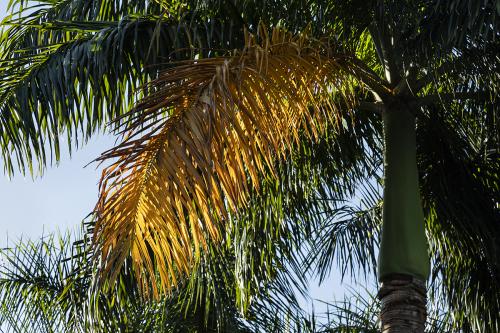 Royal Golden Palm