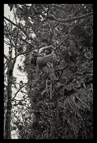 Climbing the fixed rope and stick ladder to camp 7 at approx. 6000 ft.