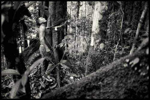 Akawaio Indigenous Isaac Jerry fells a tree to prepare a rain forest