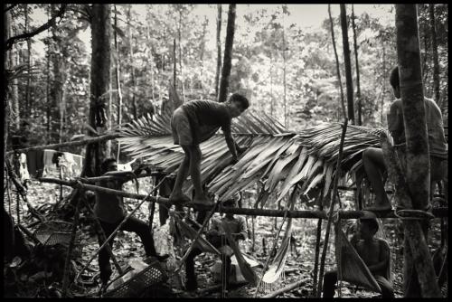 Akawaio indigenous boys erecting a makeshift overnight shelter 